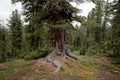 Mighty cedar in the Siberian taiga